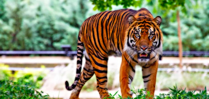 Animali a rischio. Ecco perché